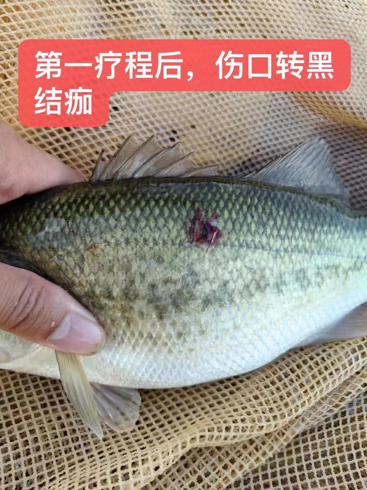 水產養(yǎng)殖納米銀抗菌水溶液實用反饋，效果明顯！