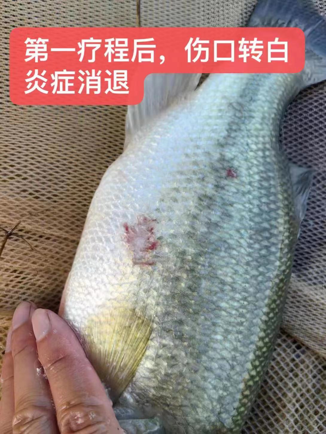 水產養(yǎng)殖納米銀抗菌水溶液實用反饋，效果明顯！